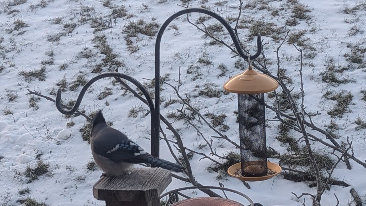 National Bird Feeding Month: Support Winter Brds