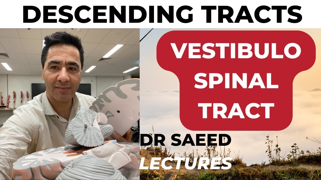 The VestibuloSpinal Tract: Your Brain’s Balance Superhighway