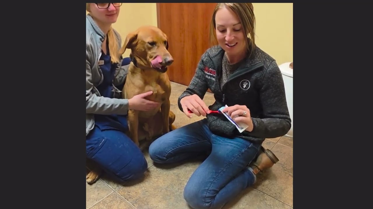 How-To Brush Your Pet's Teeth