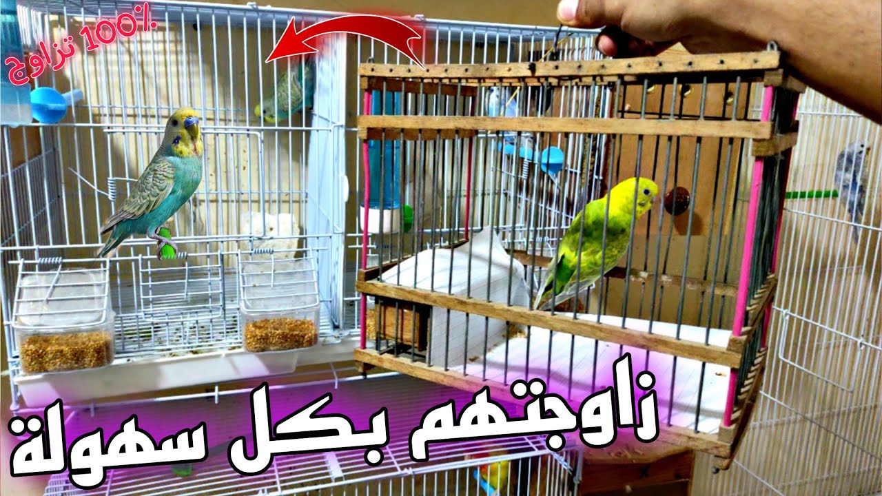 كيفاش تزاوج لفريخات ديالك بسهولة 😲🔥 و كيفاش تختار فراخ بصحة ..... 👌😲