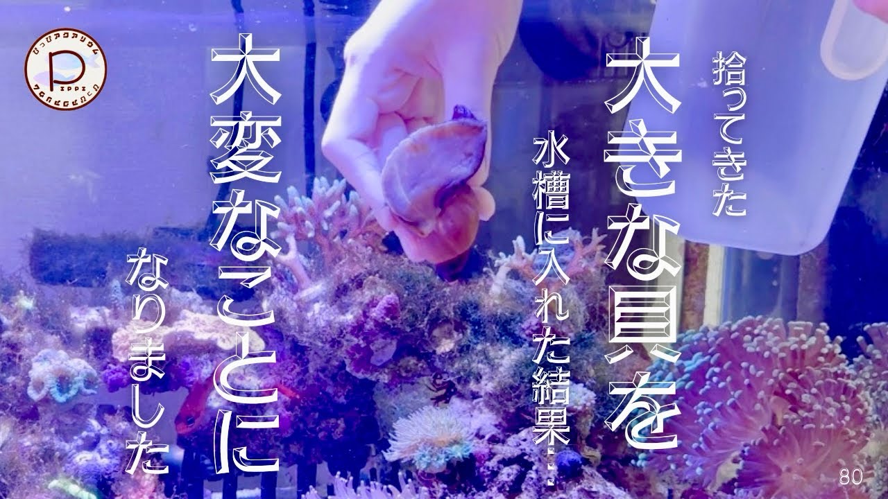大きな貝を水槽に入れてみた　#ぴっぴアクアリウム　2025/9/30