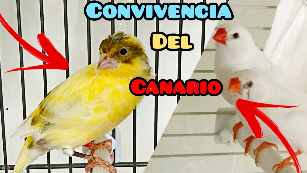 CONVIVENCIA DE LOS CANARIOS CON OTRAS ESPECIES.🐦🐦