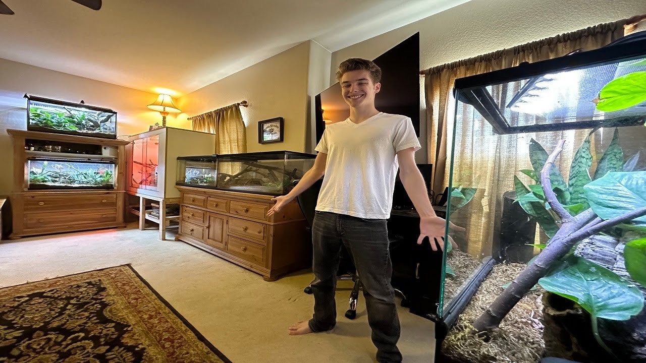 2023 FULL REPTILE ROOM TOUR | Exotic Lizards Geckos Snakes & Spiders