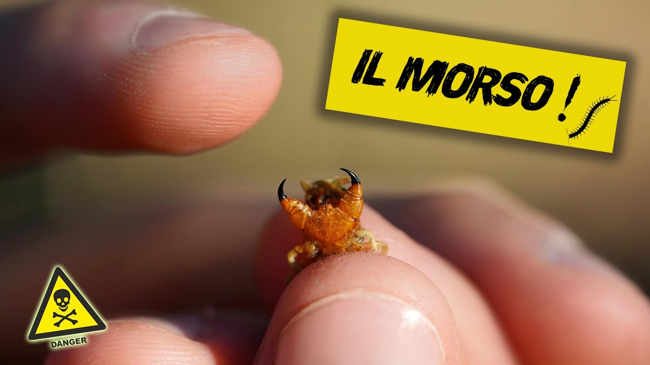 IL MORSO DELLA SCOLOPENDRA!