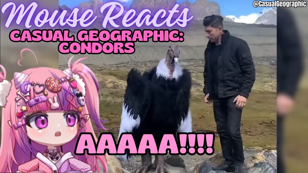 Mouse Reacts to Casual Geographic: Condors, Misunderstood Roid Vultures