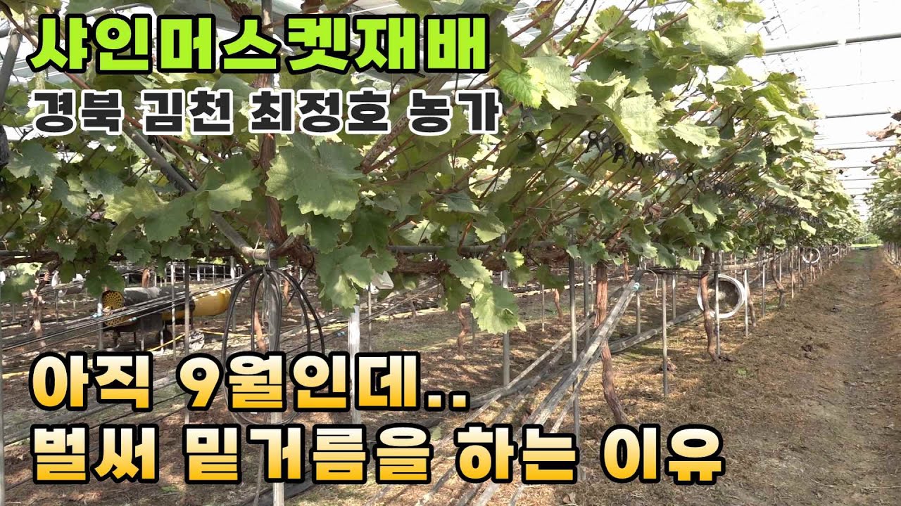 샤인머스켓 재배 - 최정호 농가가 9월에 밑거름을 하는 이유는?