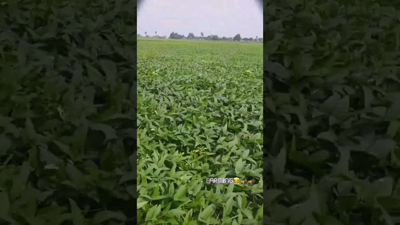 Apna khet 🚜👨&zwj;🌾 #viral #trainding #newsong #farming #soyabean #kisan #shorts