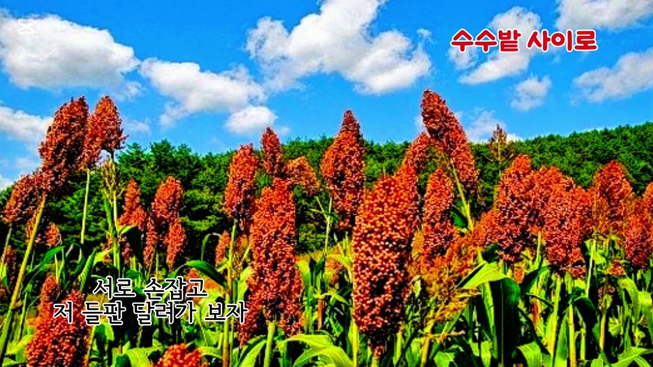 ■장성현가곡교실 [3000] 수수밭 사이로 ♡심응문 시/고영필 작곡 