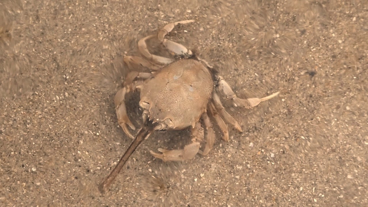 Saving a few Masked Crabs; Low Tide Walk; Tenby, Pembrokeshire, UK March 2020