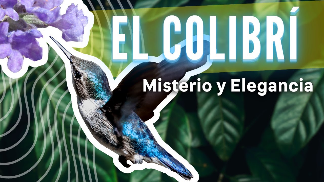 !ATENCIÓN! Las 10 ÚLTIMAS CURIOSIDADES del COLIBRÍ descubiertas recientemente