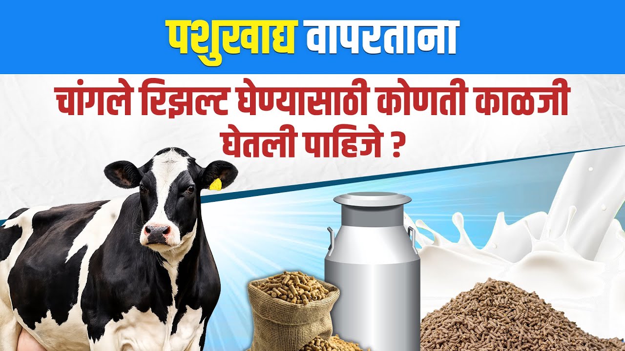 पशुखाद्य वापरताना कोणती काळजी घेतली पाहिजे ? @Sonaicattlefeed100