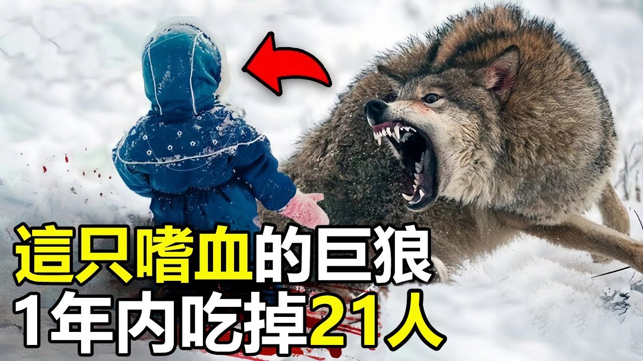 這只嗜血的狼王，1年內狂吃21人，看完你才懂吃過人的狼有多可怕#動物#世界之最#腦洞大開#出類拔萃#災難#狼群#野生動物#前10名#美國