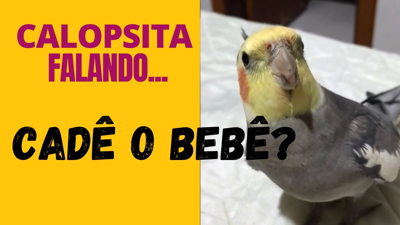 CALOPSITA FALANDO CADE O BEB&Ecirc; - Calopsita falando demais - Aprenda como cuidar de calopsitas