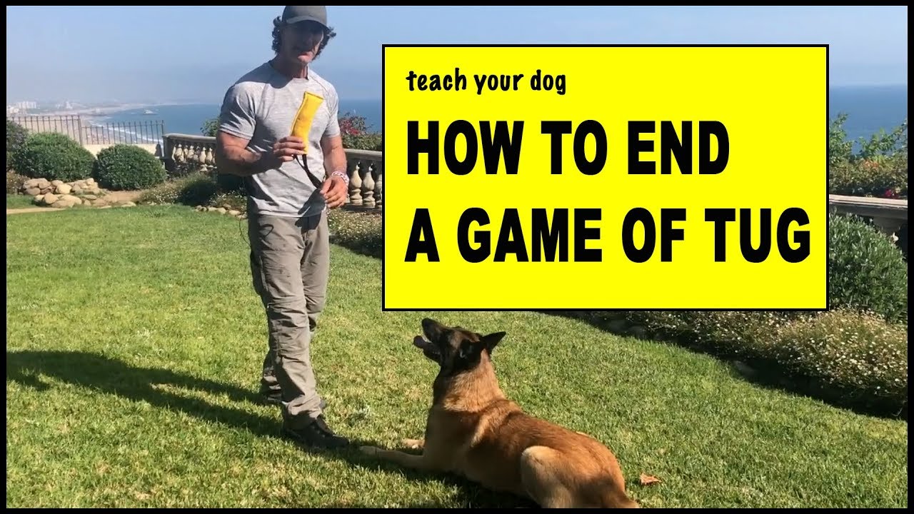 How to End a Tug Game with Your Dog - Dog Training Video