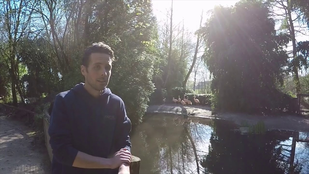 Zoo zit dat! Aflevering 4: hoe oud kunnen flamingo's worden?