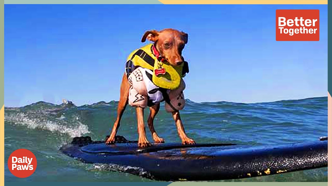 Ever Heard of Dog Surfing? This Adorable Min Pin Is a Pro! | Better Together | Daily Paws