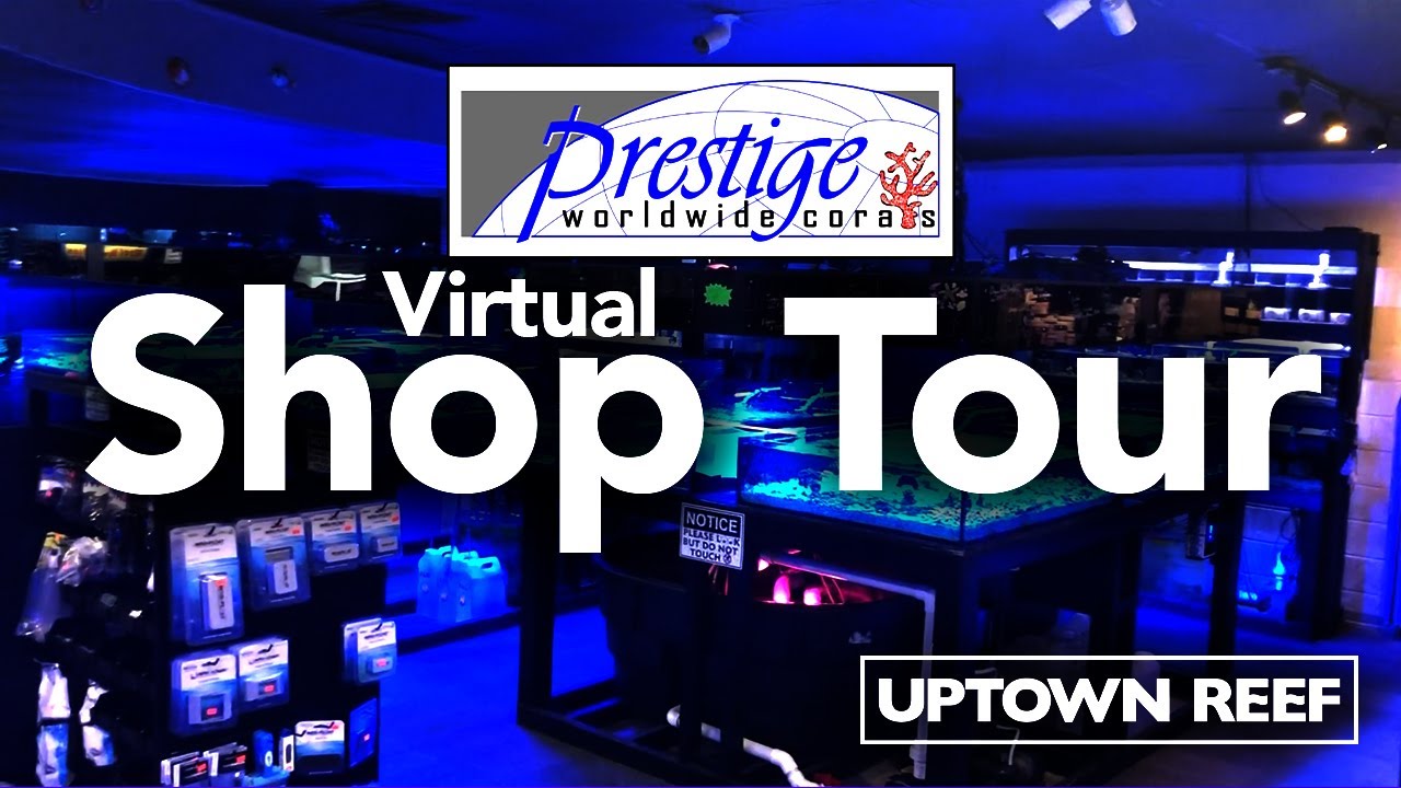 Store Tour - Prestige Worldwide Coral & Fish - February 2021 - Oklahoma City