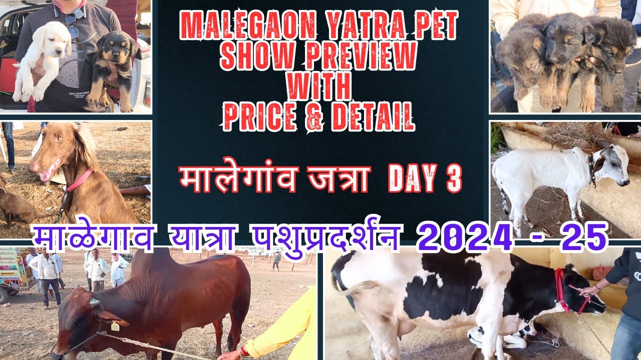 DOG MARKET 😹🐶 WITH PRICE & DETAILS || मालेगांव जत्रा  DAY 3  ||  Malegaon yatra 2024-25