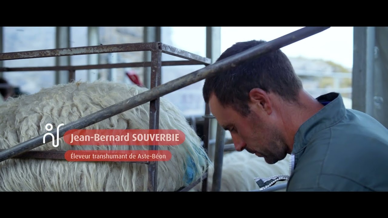 Pastoralisme : la traite