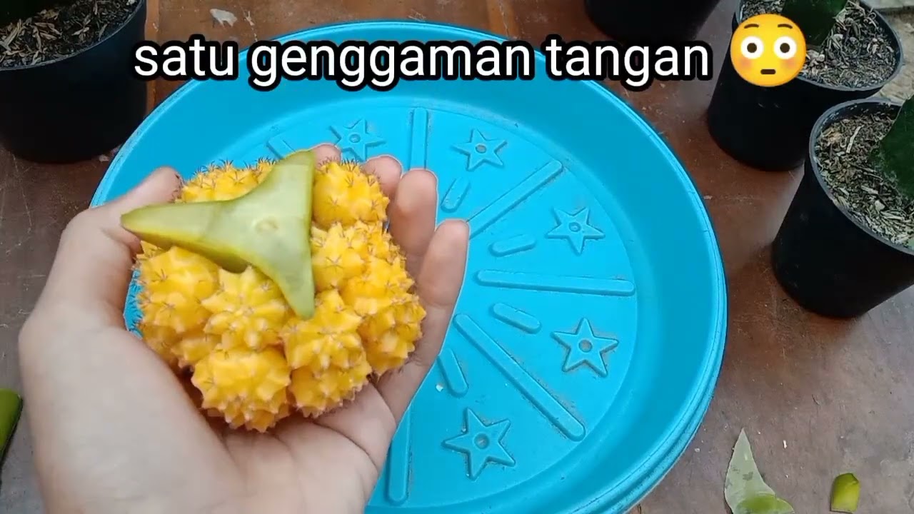 Cara menyelamatkan kaktus yang busuk || moon Cactus busuk pada rootstock