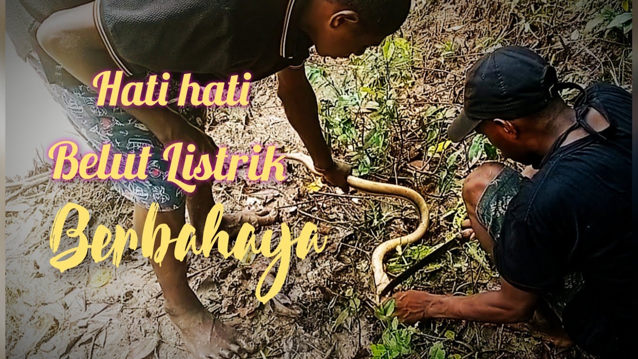 Mancing Belut Listrik || Ikan Baung
