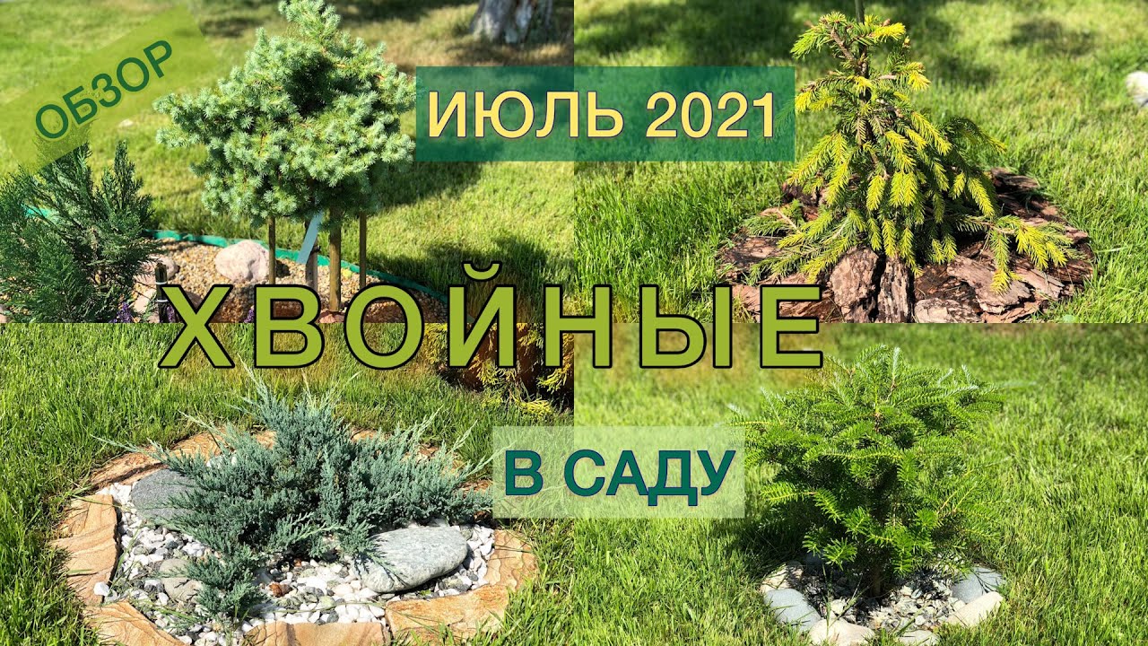 ХВОЙНЫЕ В ИЮЛЕ. Приросты, обзор сортов. Ели, сосны горные, лиственницы, пихты, можжевельники.