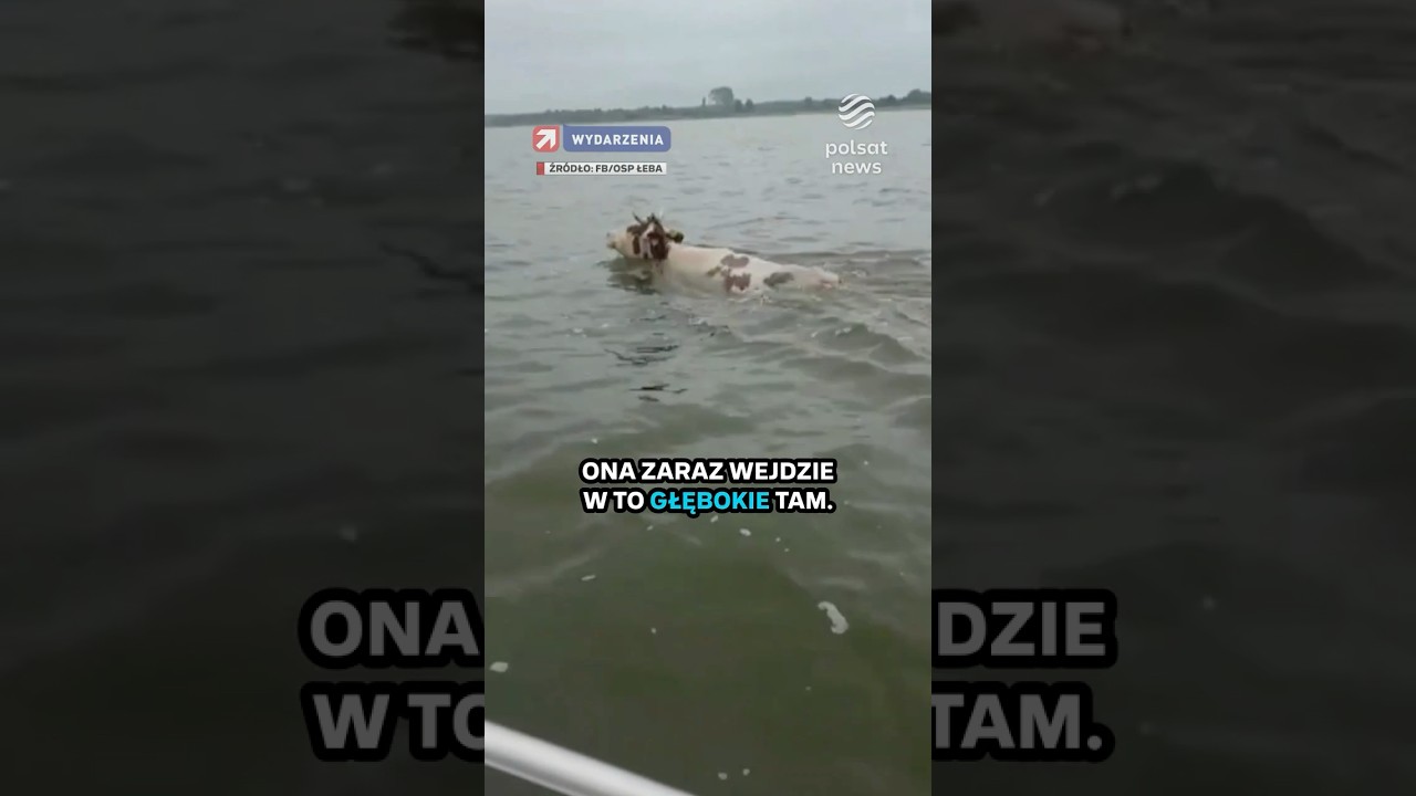 Płynęła wyczerpana w rzece. Ratownicy zdążyli w ostatniej chwili
