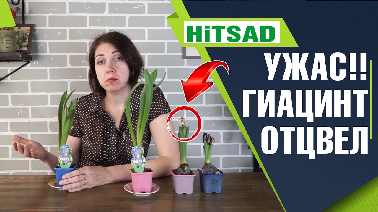 Подарили гиацинт🌸 Что делать с гиацинтом после цветения 🌸