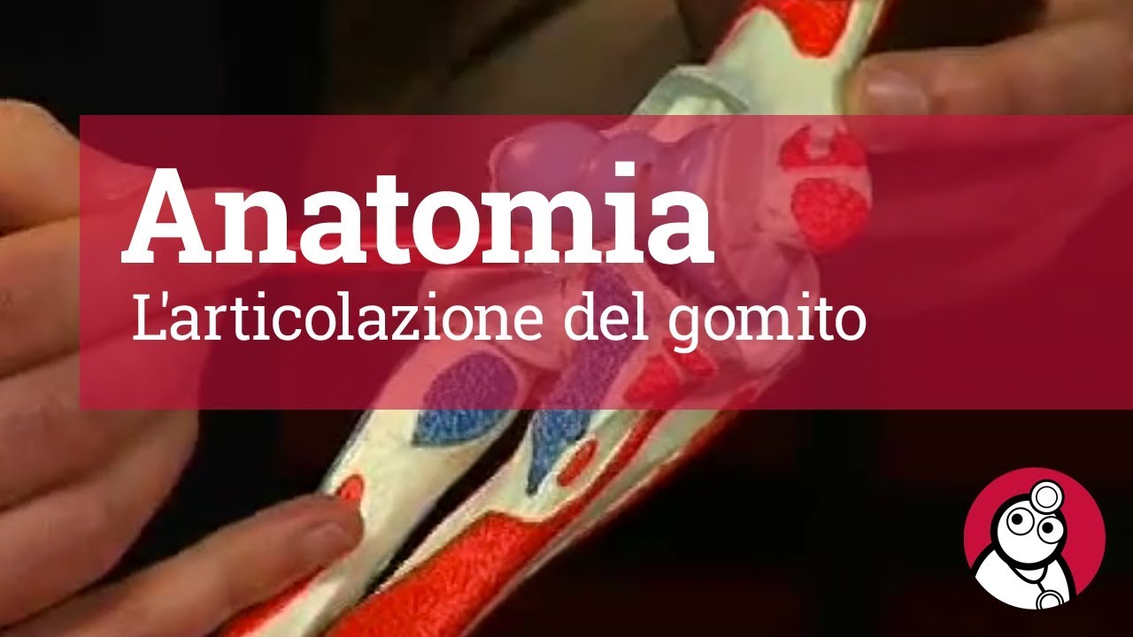 Anatomia: L'articolazione del gomito