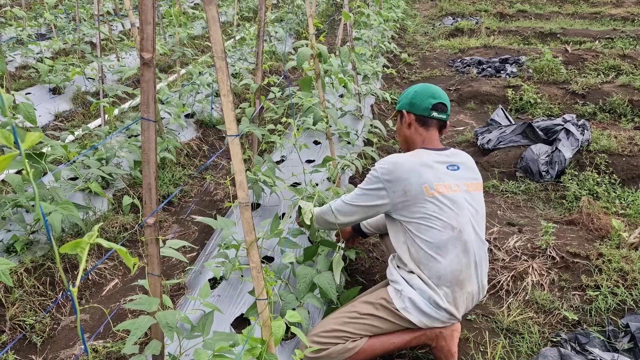 WATCH THIS SIMPLE TRICK TO MAKE PLANTS CLIMB QUICKLY!-agriculture farming