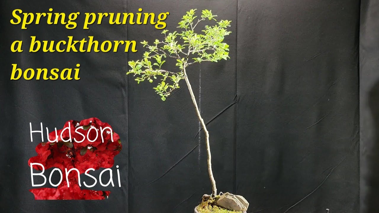 Spring pruning on my buckthorn bonsai.