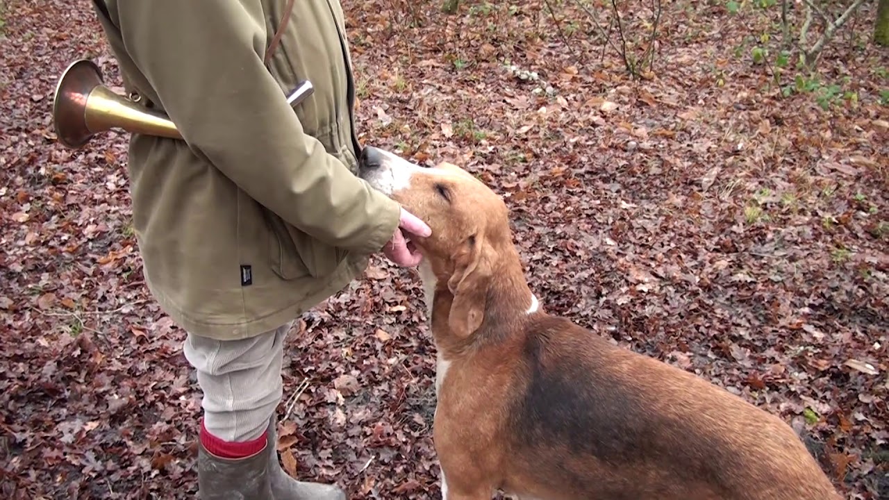 Vautrait de la Billebaude : chasse des femmes
