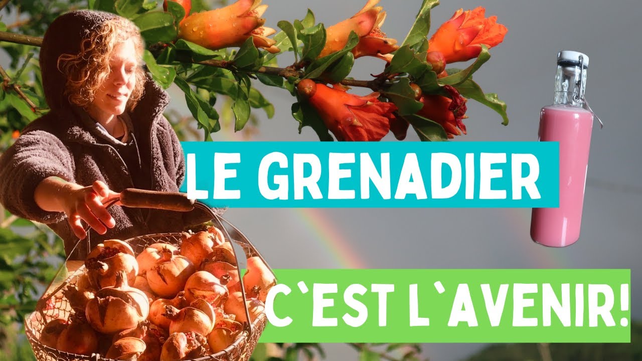 Cultiver et consommer le grenadier en jardin-forêt (Punica granatum)