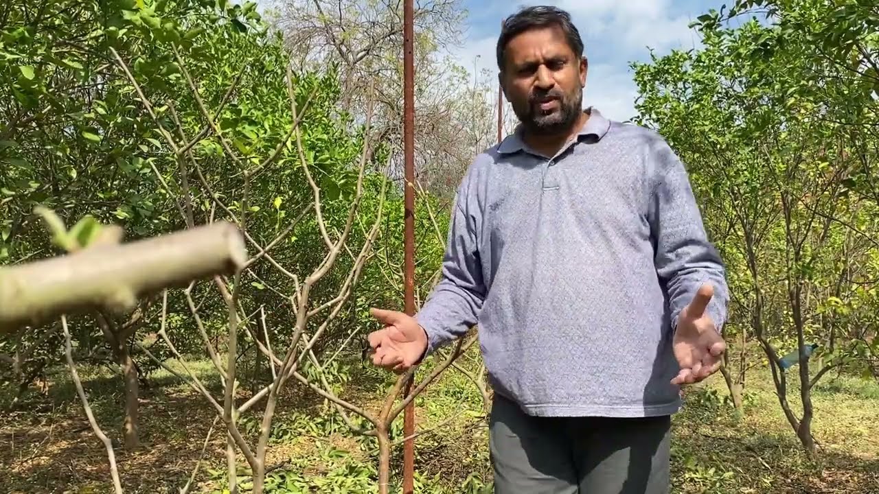 How to Prune Guava?//Pruning Guava Plant//Step to follow double guava yield in 4th Year//Guava Care