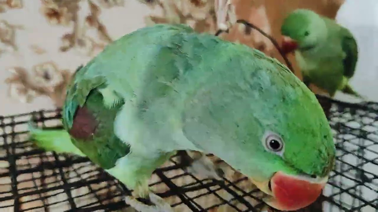 #Mitthu bete#Mitthu #🌺🦜🦜🦜Mitthu Mitthu #viral video 🙏🙏🌺🌺🦜🦜🦜🦜🌺🌺🙏🙏