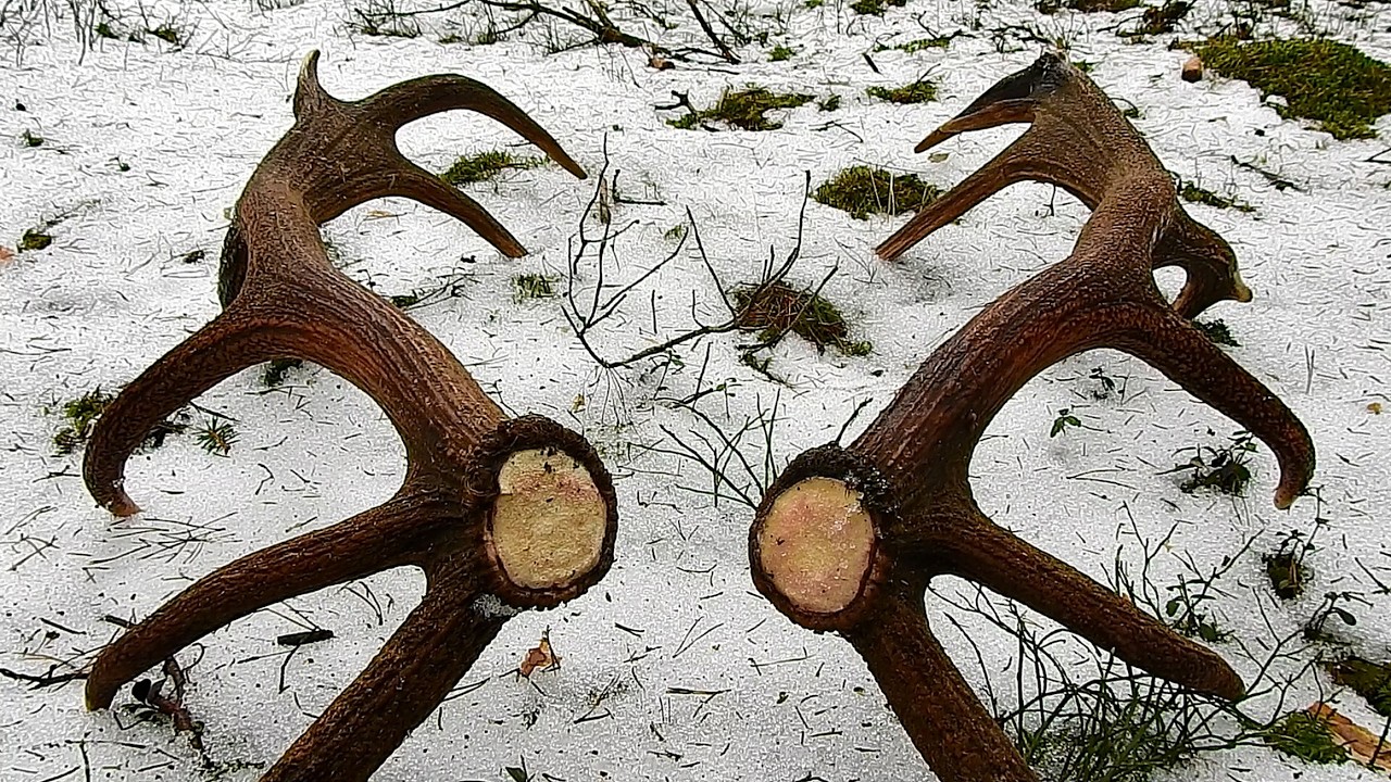 Zrzuty 2026r Piękna Parunia od znajomego Byka 🦌18-stak 6.10kg.💪