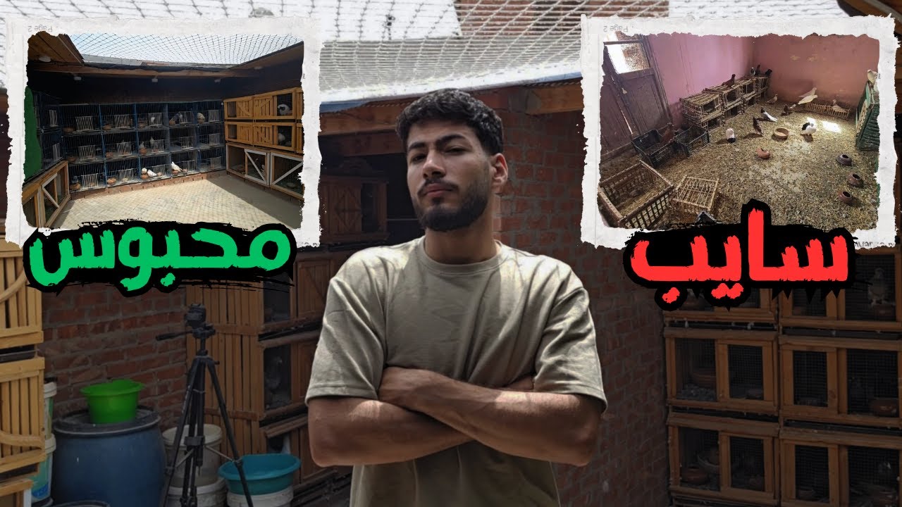 افضل طريقه تربى الحمام 🧐​ سايب ولا محبوس؟