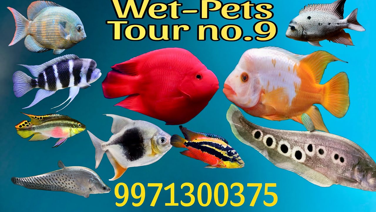 Wetpets Tour No.9 | Exotic Fish Store | Delhi Fish Store | New Fish Arrivals |@WetpetsGeetaColony 