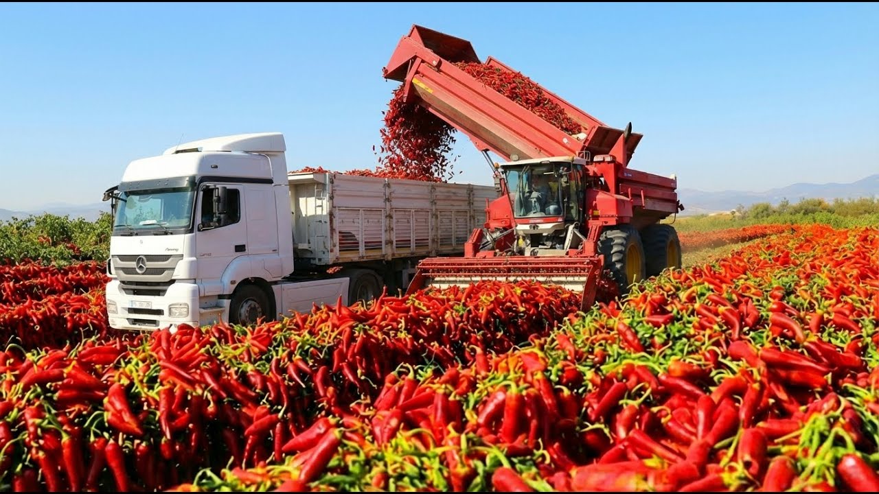 Inside a Modern Chili Sauce Factory 🌶️  From Fresh Chilies to Bottled Hot Sauce Full Process