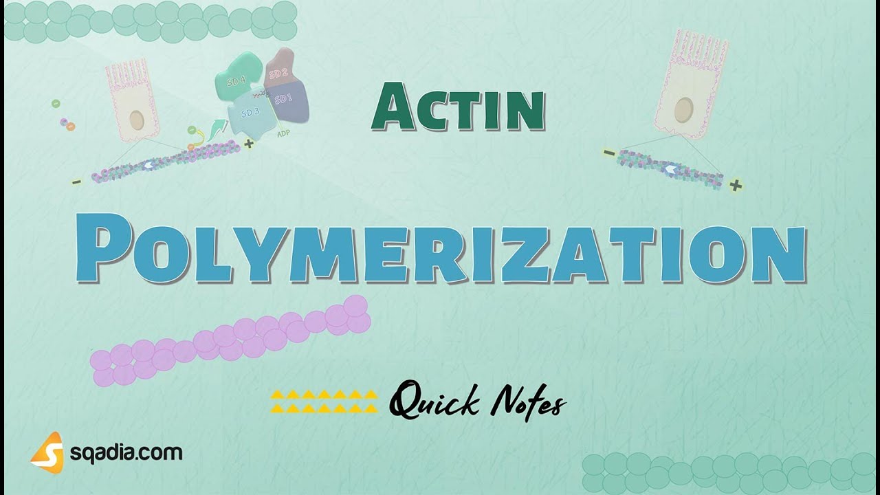 Actin - Polymerization | Cell Proteins and Cell Filaments