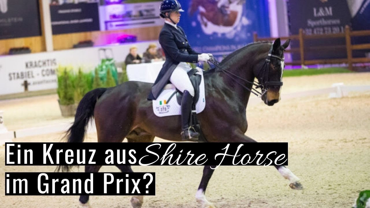 Shire Horse im Grand Prix? 😱 | Was für eine Seltenheit! | Auf dem Weg nach ganz oben 🔝
