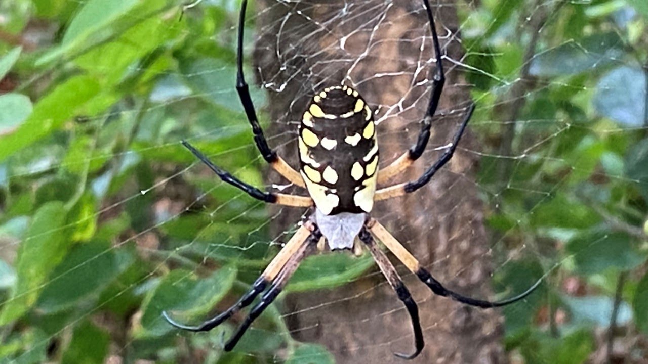 About our YELLOW GARDEN SPIDER El Reno Oklahoma, Argiope aurantia