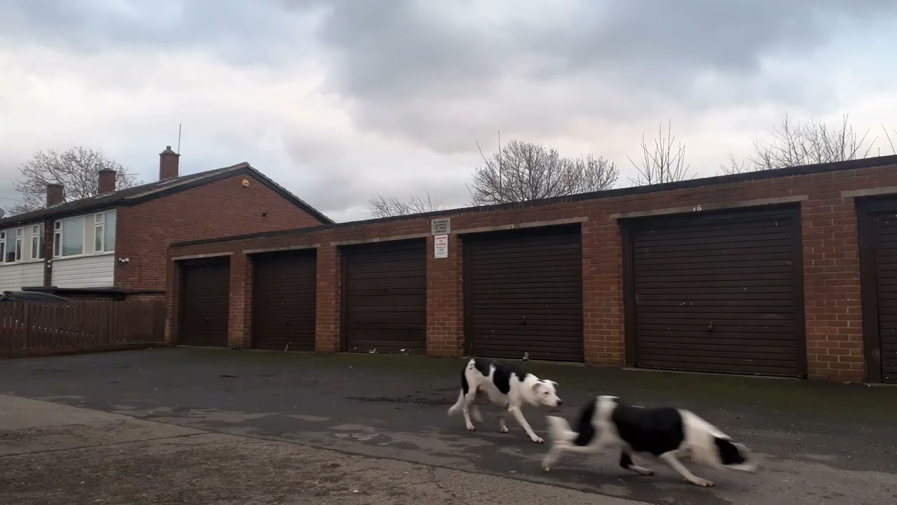 Three Dogs Having Fun with a Football