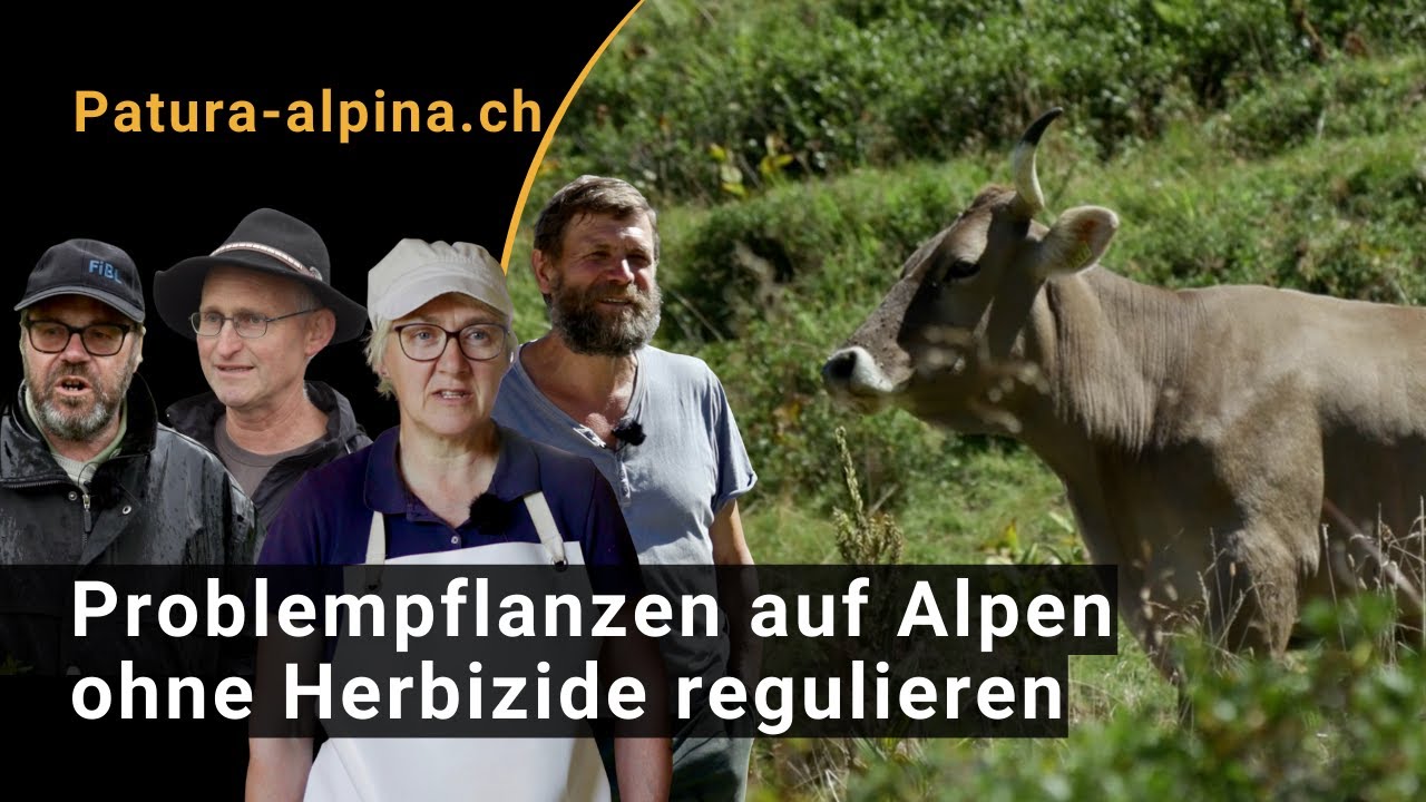 Problempflanzen auf der Alp ohne Herbizide regulieren