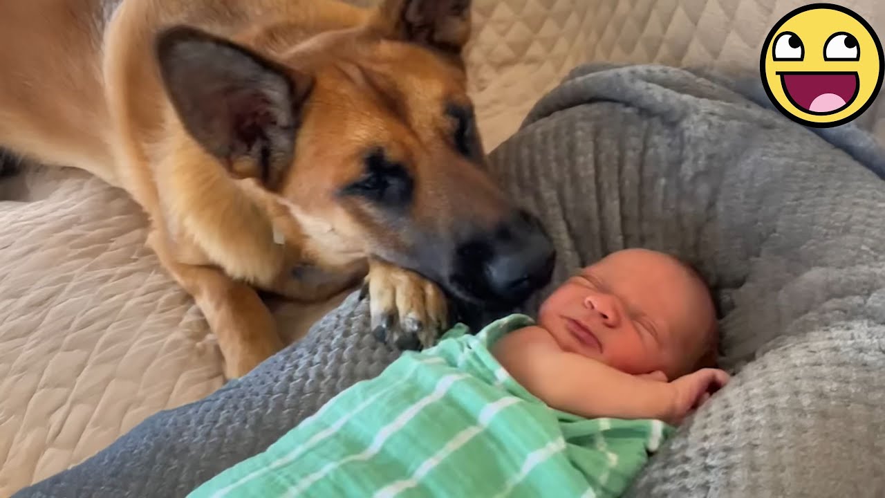 Нежная любовь собаки к малышу растопит ваше сердце 🐶💖👶