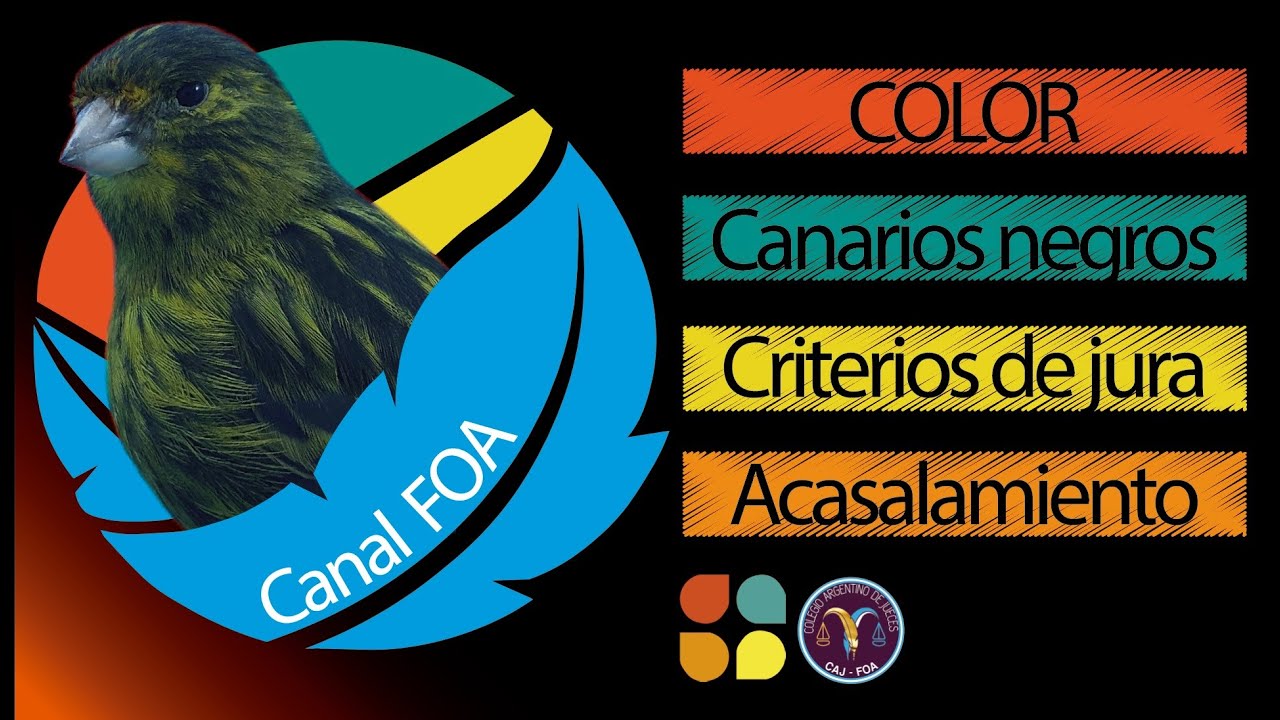 Canarios de Color - Charla N° 1
