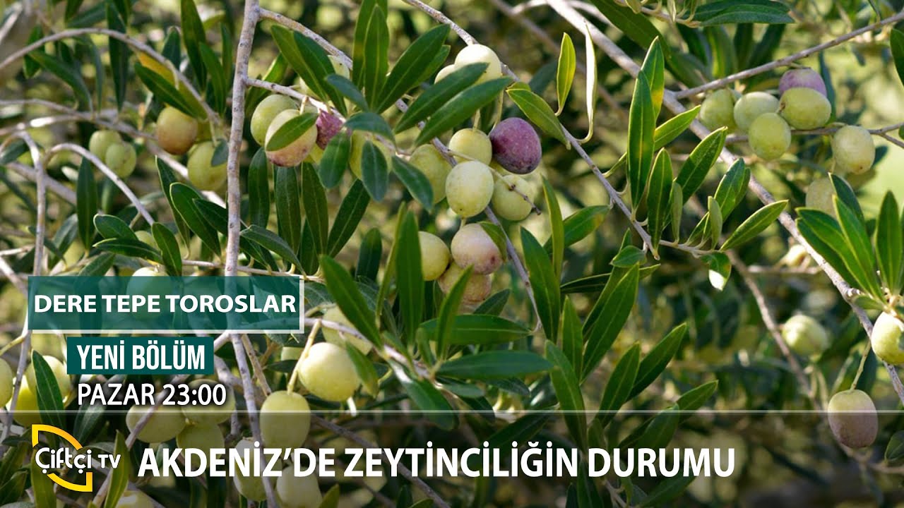 Akdeniz'de Zeytinciliğin Durumu - DERE TEPE TOROSLAR #zeytin #zeytinağacı #zeytinhasadı