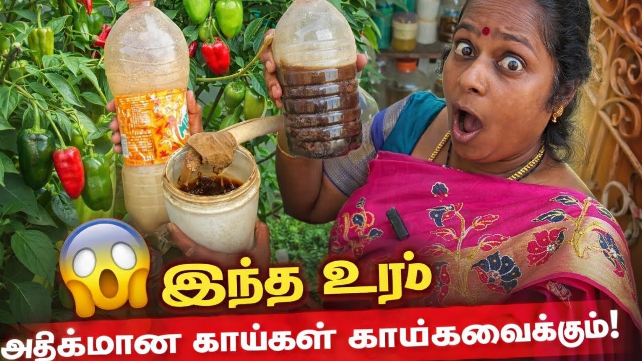 இந்த உரம் அதிகமான காய்கள் காய்க்கவைக்கும் /“Indha Uram = Adhigamaana Kaai 😲🌱”