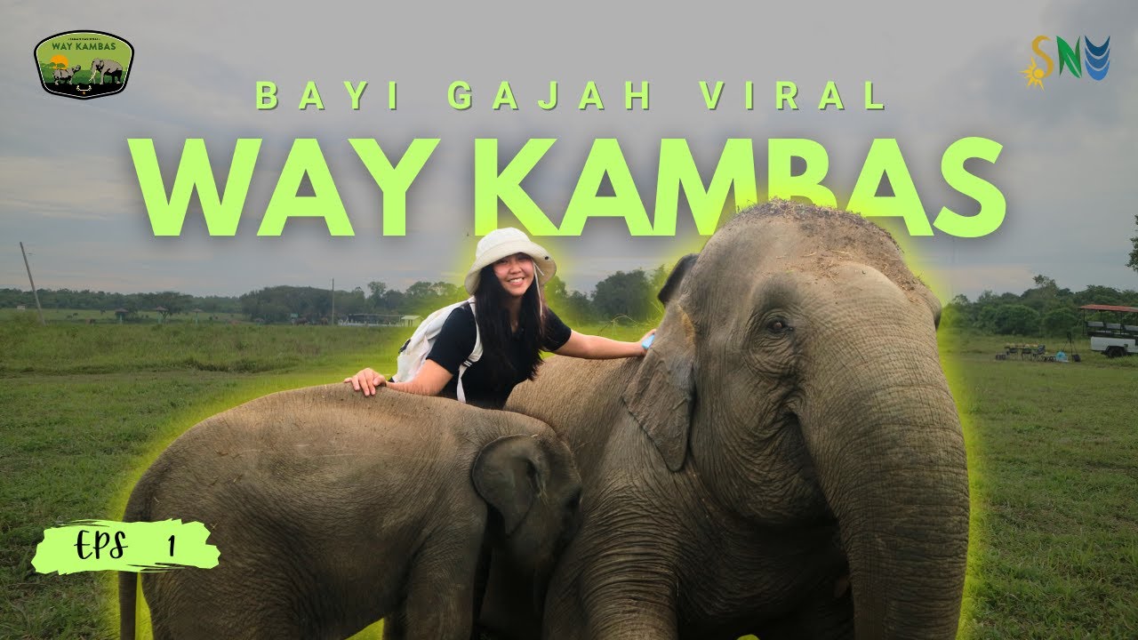 Konservasi Gajah Way Kambas : Bayi Gajah Viral Way Kambas