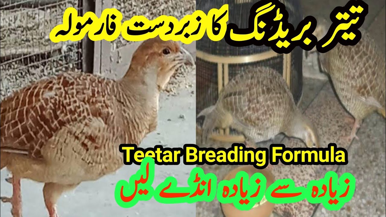 Teetar Breeding Formula | Teetar se jaldi aur zeyada Breeding kerawny ka Best tareka | dakhni teetar